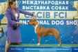 J CH RUS, J CH RKF, CH RUS, CH RKF, CH BLR FAITER PIPER RED GOLD