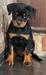 Olivia of Benediction Kennels
