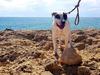Clyde of Pedigree American Bulldogs Australia