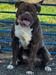 Bomberbulls Capone of Bullfellas