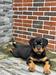Shirley of Cachi kennels