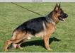 Duke vom Lastal