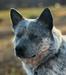 Lonesome Oak Heelers Bocephus