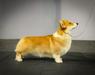 Plazma DOG FM