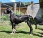 Basco Von Grand Togado