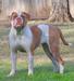 BullyBadass's Slammin Sammi