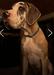 Country Danes Remembering You Is Easy