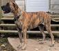 PD's Briar Rose Of DFC
