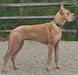 Kar Farm's Cryptic Halo By PerryCreek Danes