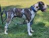 Scoober Danes Hidden In Plain Sight @SMGD