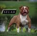 High Kingdom Selah