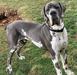 Walls Danes Tennessee Outlaw