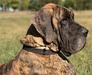 Michigan Mistress Northwood Euro Danes
