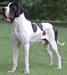 Atlas Of Lauer Danes