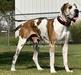Jedi Knight Of Ohana Great Danes
