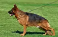 CH UA, 2*BOB, BOS, 6*CAC Kasch von Alcudia