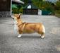 Roxette DOG FM
