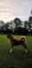 Don Henryko (FCI) BAT WHITE FOOT