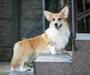 Prodigy DOG FM