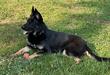 Chymera De Canis Ferox
