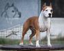 Imperfect del Jinko's Salentino