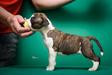 JC Ring Angels Rose of Brindle