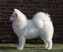 Bump de Lala van 't Huis te woude