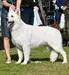 Royals Of White Mountain Doctor Spettro