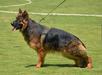 Nura vom cairo Kennel