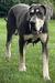 Night Magic Valkyrie Has Chosen Of Regal Danes