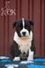 Carter's King Bad To The Bone