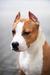 Flagrate Vivir Perros