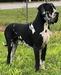 Ruby's Great Danes Walter