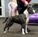 Anseris Suzirya Amstaff