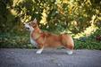 Macarena Corgi Royal Count