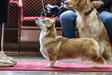 Furia Corgi Court