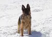 B-Zales Vom Schon Traumhund