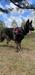 Simba Grimm Togo Evers