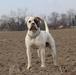 Rsd Bulls Odin