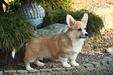 Gold Star Frenchies Franzi