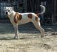 Rsd Bulls Tyra of Salvus Bulls