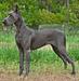 Oceanblue Dark Horse