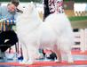 Royal Alice Shadow and Shine of Siberia