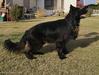 Ethan von Citadel Kennel
