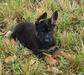 Aquiles Vom Icer