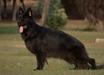Ramos von Citadel kennel