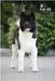 TAN-RO SIBERIAN SUCCESS IN BLACK