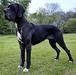 Scoober Danes How Are You Feeling?