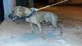 TAIONNY KENNEL MACHO BOY