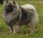 Leazehond Stardance